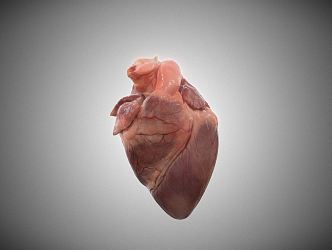 The Modern Heart 3d model