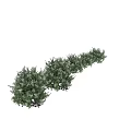 Lush Green Shrubs Of Various Sizes With Natural Foliage And Growth Forms