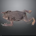 Close Up View Of Brown Toad With Detailed Skin Texture On Dark Background