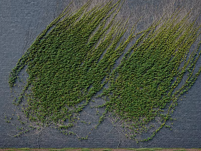 Lush Green Vines Covering Dark Exterior Wall With Natural Growth Texture 3d model