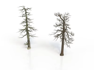 Two Leafless Dead Trees With Bare Trunks Standing On White Background 3d model