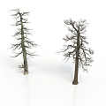 Two Leafless Dead Trees With Bare Trunks Standing On White Background