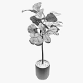 Lush Bonsai Plant With Large Green Leaves In White Ceramic Pot