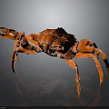 Realistic Orange Crab With Large Claws Detailed Legs On Dark Shiny Surface
