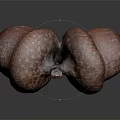 Close Up Of Two Brown Textured Acorns On Dark Surface With Reflection 3d model