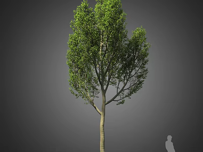 Healthy Green Leafy Arbor with Straight Trunk and Natural Growth Form 3d model
