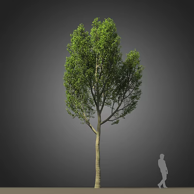 Healthy Green Leafy Arbor with Straight Trunk and Natural Growth Form 3d model