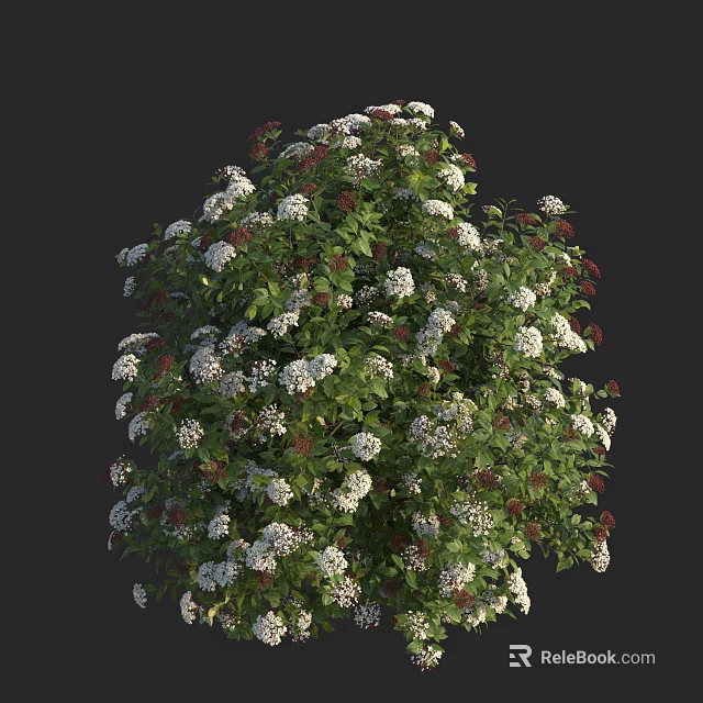 Lush Green Shrub With White Flowers And Vibrant Leaves On Dark Background 3d model 