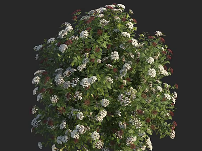 Lush Green Shrub With White Flowers And Vibrant Leaves On Dark Background 3d model