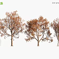Norway Maple Trees in Various Deciduous Forms for Landscape Design with Human Scale Reference 3d model