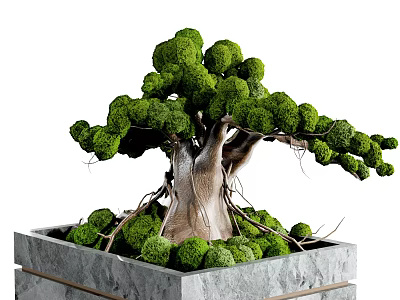 Bonsai Plant With Textured Trunk And Lush Green Foliage In Square Concrete Pot 3d model