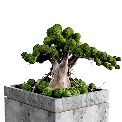 Bonsai Plant With Textured Trunk And Lush Green Foliage In Square Concrete Pot 3d model