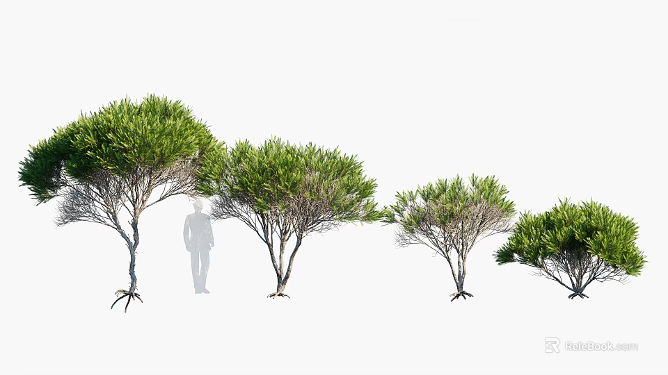 Green Leaf Trees in Different Sizes with Human Silhouette for Scale in Landscape 3d model
