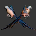 Bird Xuan Feng Parrot Birds 3d model
