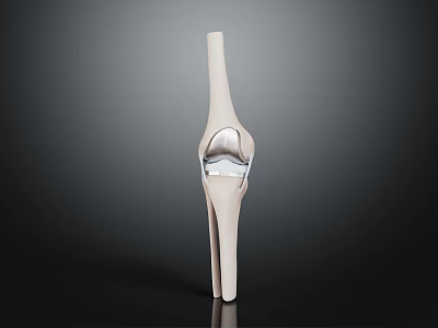 Detailed 3D Rendered Human Knee Joint Organ Anatomical Structure Model 3d model