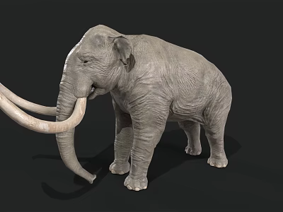 Realistic Standing Mammoth Model With Long Curved Tusks And Gray Skin 3d model