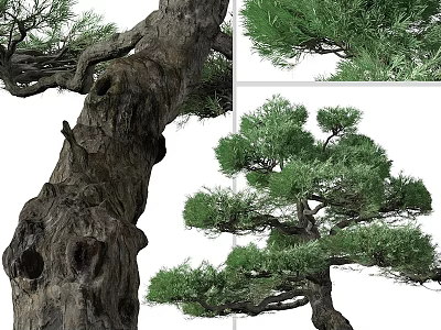 Arbor With Textured Trunk Hollow Features And Lush Green Foliage 3d model