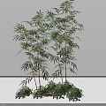 Bamboo Decorative Plant With Green Leaves Red Stems And Lush Surrounding Foliage
