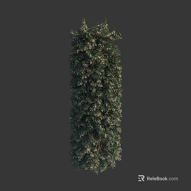 Tall Vertical Evergreen Shrub With Dense Lush Foliage For Garden Landscaping 3d model 