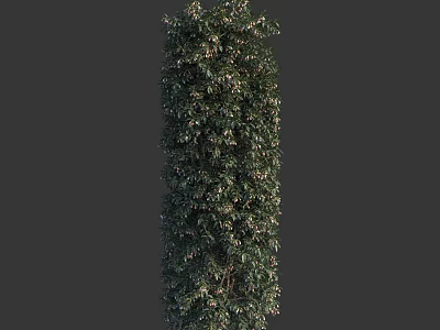 Tall Vertical Evergreen Shrub With Dense Lush Foliage For Garden Landscaping 3d model