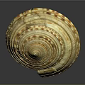Shell Sculpture with Spiral Pattern Yellow Brown Detailed Texture Layered Design