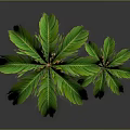 Two Palm Trees of Different Sizes with Green Leaves and Textured Trunks on Dark Ground