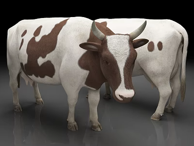 Two White And Brown Spotted Cows With Horns Standing On Gray Background 3d model