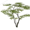 Tall Arbor with Lush Green Leaves and Spreading Branches in Outdoor Space