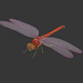 Detailed Red Dragonfly With Delicate Transparent Wings On Black Shiny Surface Close Up View