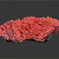 Pink Coral Natural Marine Animal Structure With Textured Surface And Dark Background