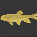 Red And Yellow Fins Golden Brown Body Fish Isolated On Dark Background With Reflection
