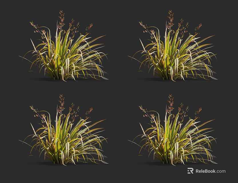 Ornamental Grass With Slender Yellow Striped Leaves And Spikelet Inflorescences Isolated On Dark Background 3d model 