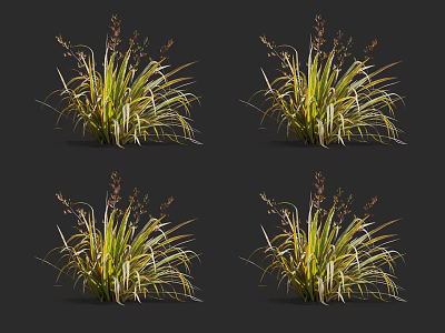 Ornamental Grass With Slender Yellow Striped Leaves And Spikelet Inflorescences Isolated On Dark Background 3d model