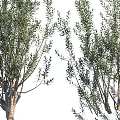 Slender Garden Trees with Lush Foliage for Natural Outdoor Garden Features