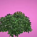 Three Lush Green Plants With Leafy Foliage And Different Shapes On Pink Background
