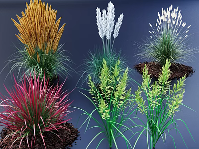Colorful Ornamental Grasses Different Types With Yellow White Red Green Foliage For Garden Landscaping 3d model