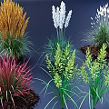 Colorful Ornamental Grasses Different Types With Yellow White Red Green Foliage For Garden Landscaping