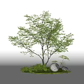 Lush Green Arbor With Dense Foliage And Moss Covered Ground Round Stone Small Plants