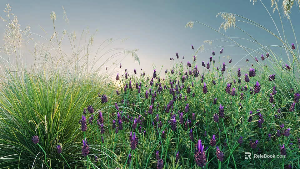 Vibrant Purple Lavender Flowers Growing With Green Grass In Natural Field Scenery 3d model 