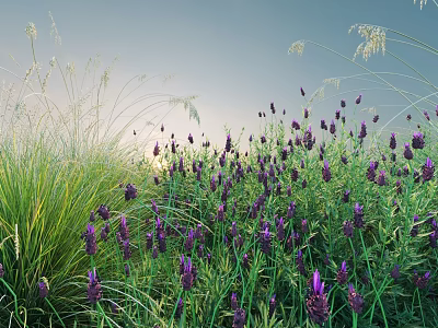 Vibrant Purple Lavender Flowers Growing With Green Grass In Natural Field Scenery 3d model