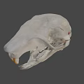 Detailed Animal Skull With Intricate Bone Structure And Sharp Teeth 3d model