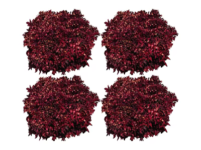 Four Dark Red Shrubs with Dense Vibrant Rounded Foliage for Landscaping 3d model
