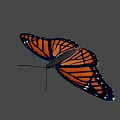 Orange And Black Butterfly With White Spots On Wings Against Gray Background