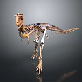Detailed Prehistoric Dinosaur Skeleton Standing With Lifelike Stance In Scientific Museum Exhibit