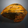 Natural Shell Organ With Hair Like Texture And Orange Black Surface Patterns