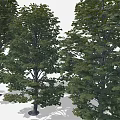 Cartoon Scene With Three Lush Green Leafy Trees And Natural Shaded Trunks