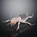 Striped Reptile with Elongated Appendages on Black Background Detailed View