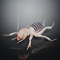 Modern sand katyds crickets crickets insects animals game animals 3d model