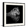 Modern Animal Painting Simple Black and White Children's Room Animal Tiger Decorative Painting 3d model