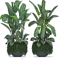 Large Potted Green Plants with Broad Leaves and Decorative Grass Base for Indoor Home Decor